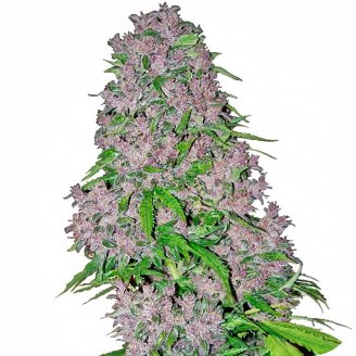 Семена марихуаны купить сорт Blue Hawaiian Auto Fem.