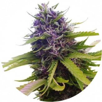 Семена конопли сорта Blueberry Auto Fem.