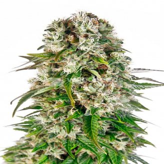 Семена конопли сорта Big Bud Auto Fem.