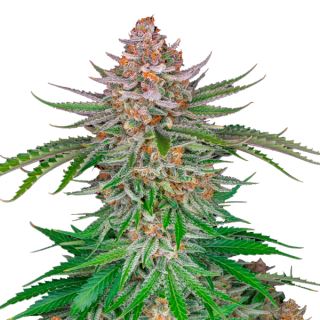 Семена марихуаны купить сорт Strawberry Gorilla Auto Fem.